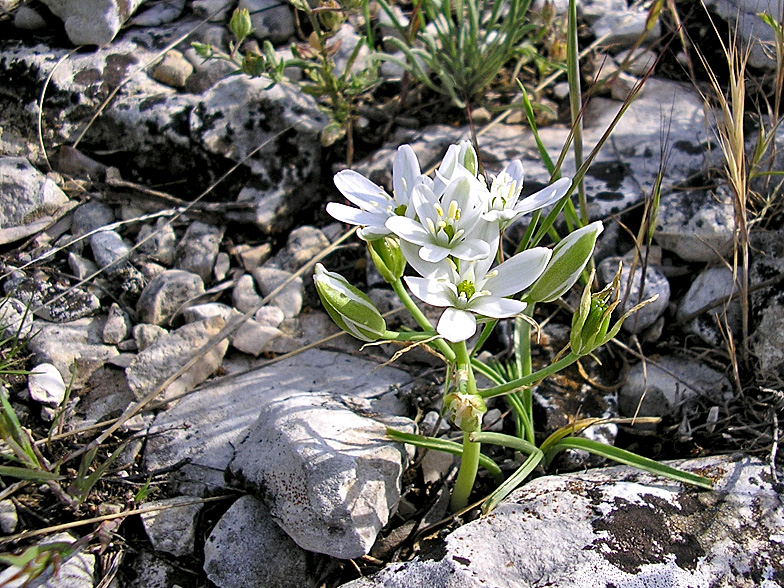 Ornithogalum collinum