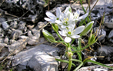 Ornithogalum collinum