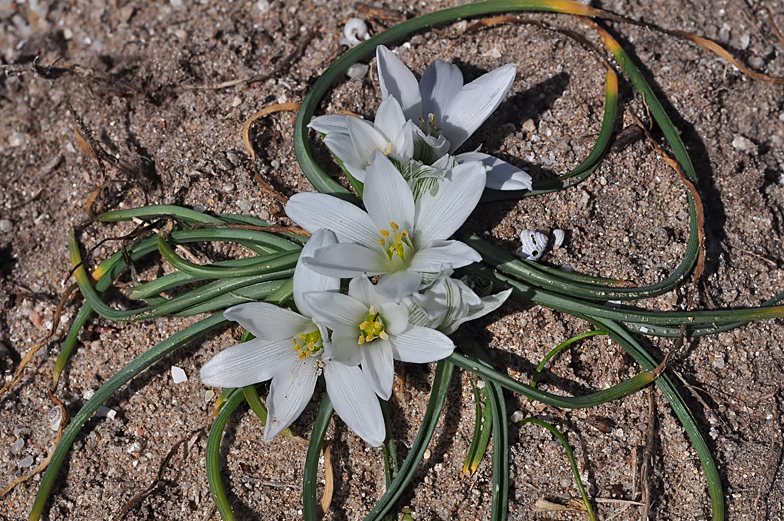 Ornithogalum corsicum