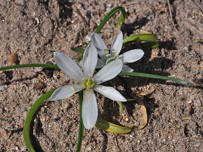 Ornithogalum corsicum