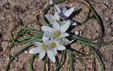 Ornithogalum corsicum