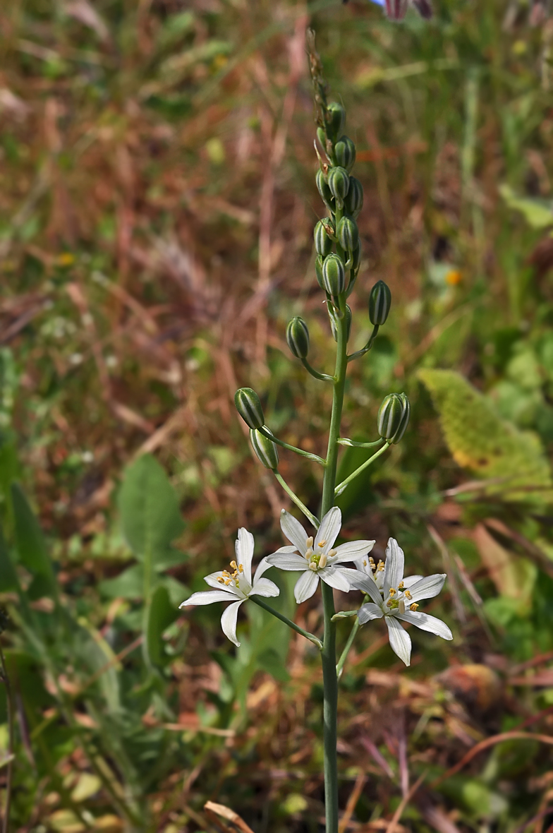 Ornithogalum narbonense