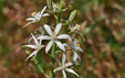 Ornithogalum narbonense