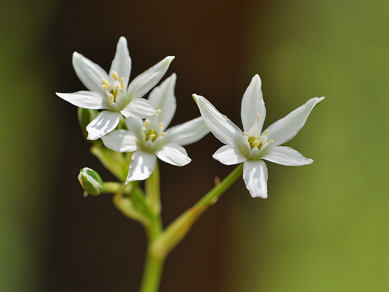 Ornithogalum umbellatum