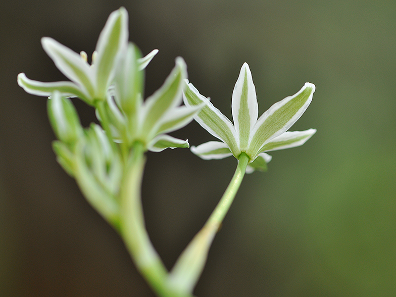 Ornithogalum umbellatum