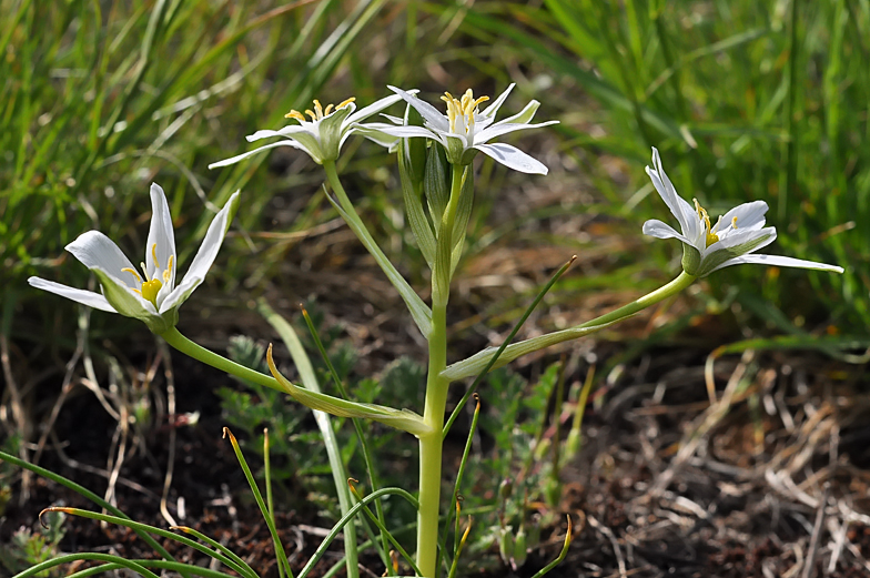 Ornithogalum umbellatum