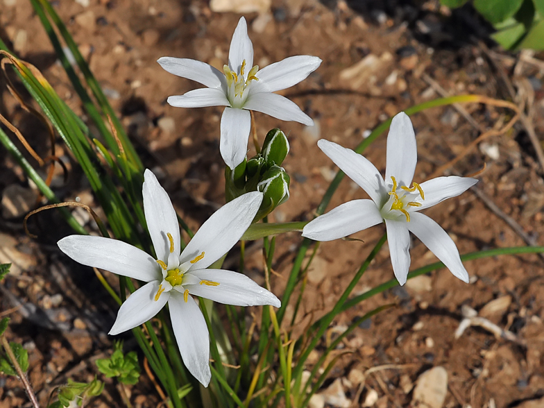 Ornithogalum umbellatum