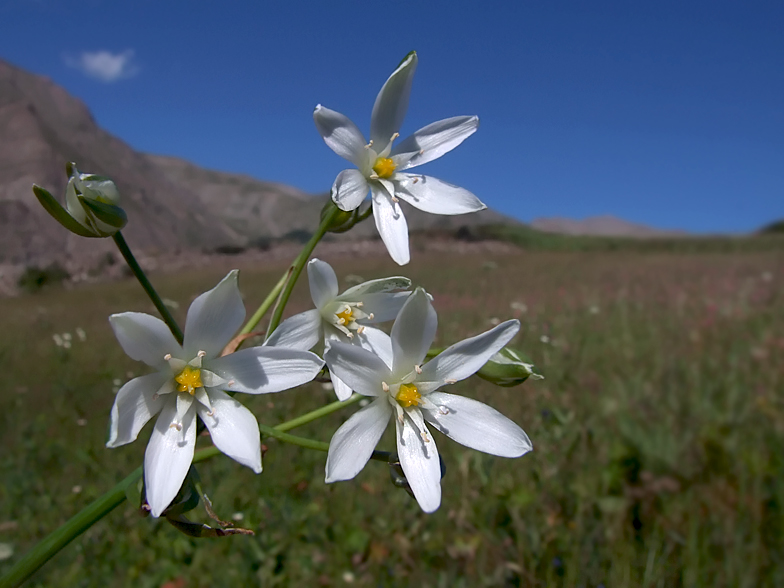 Ornithogalum umbellatum