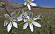 Ornithogalum umbellatum