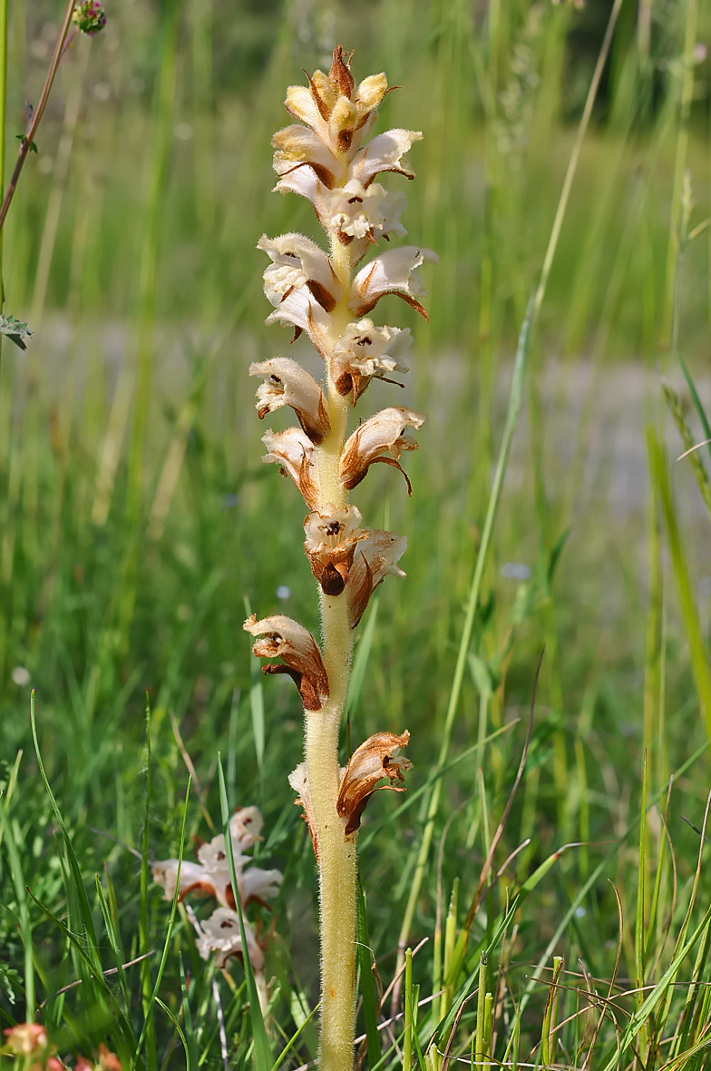 Orobanche caryophyllacea