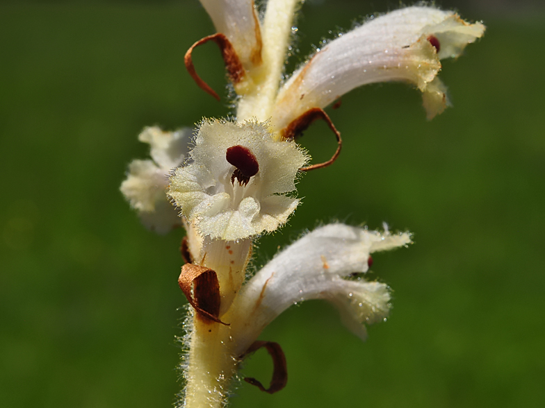 Orobanche caryophyllacea