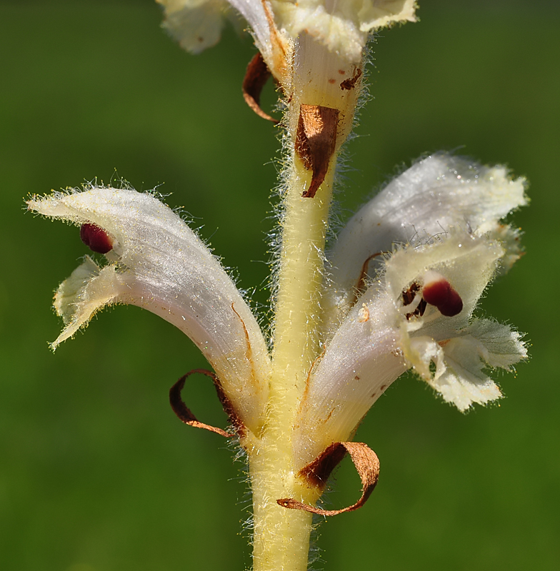 Orobanche caryophyllacea