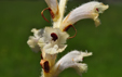 Orobanche caryophyllacea