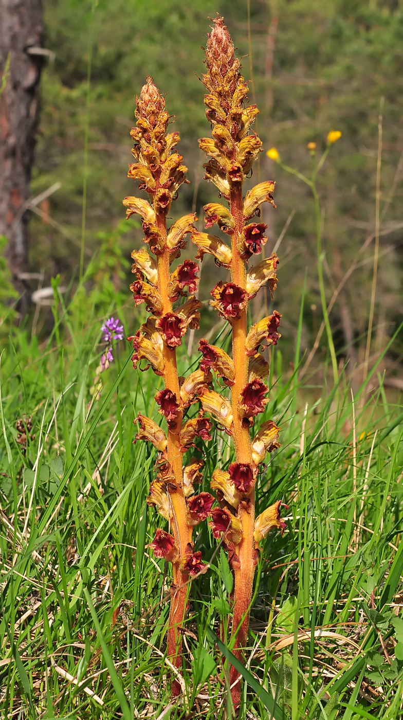 Orobanche gracilis