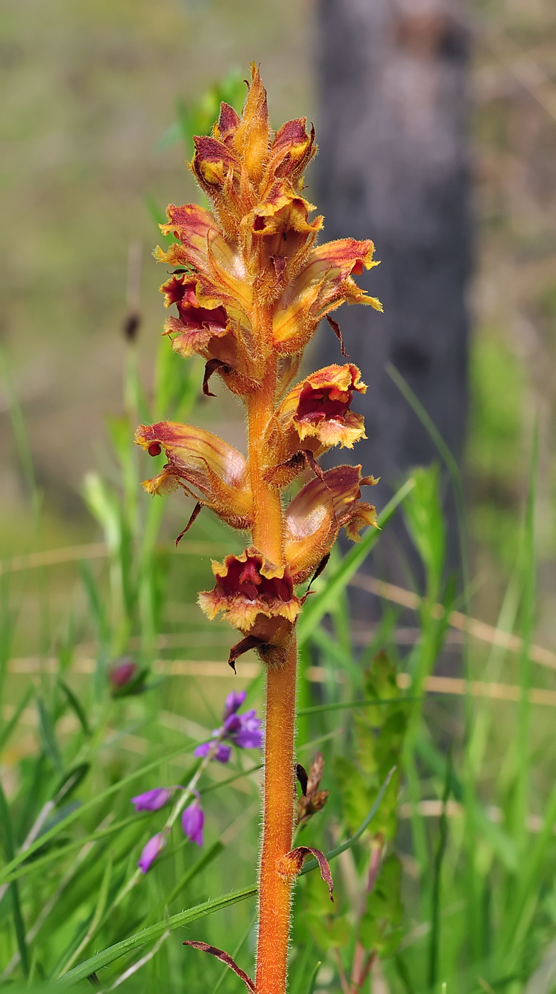 Orobanche gracilis