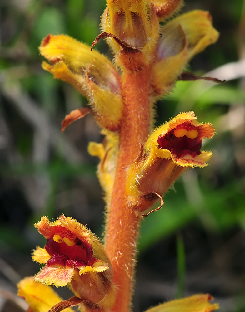 Orobanche gracilis