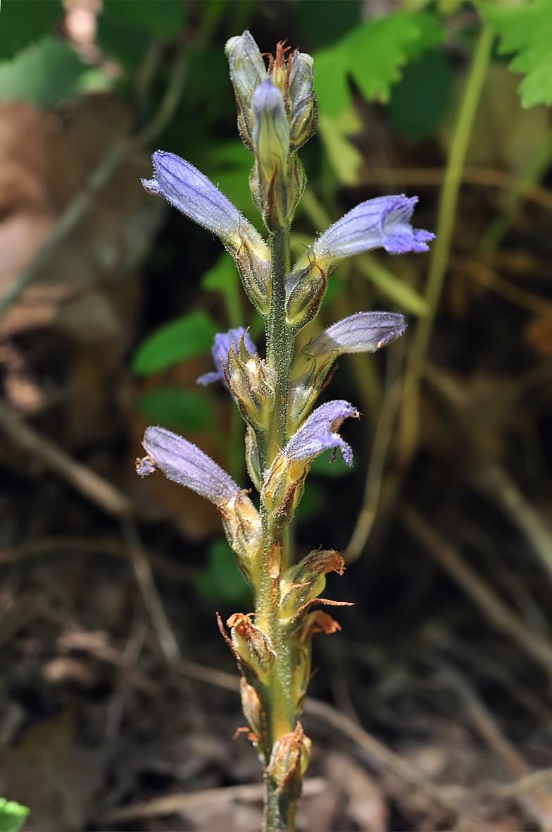 Orobanche pururea