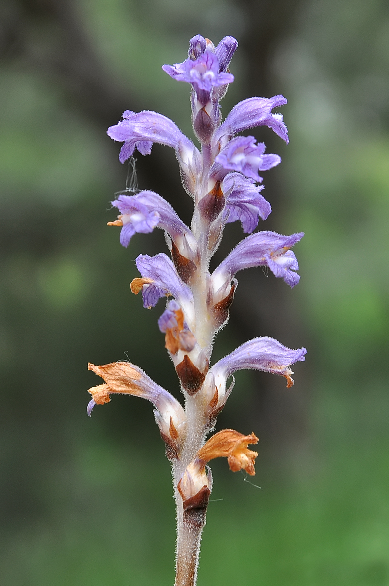 Orobanche purpurea