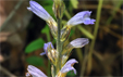 Orobanche purpurea