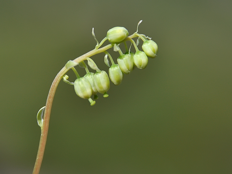 Orthilia secunda