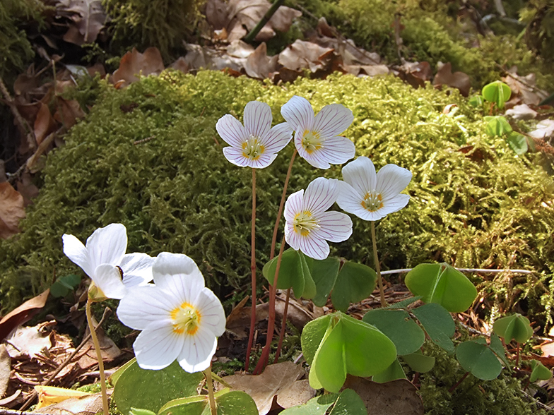 Oxalis acetosella