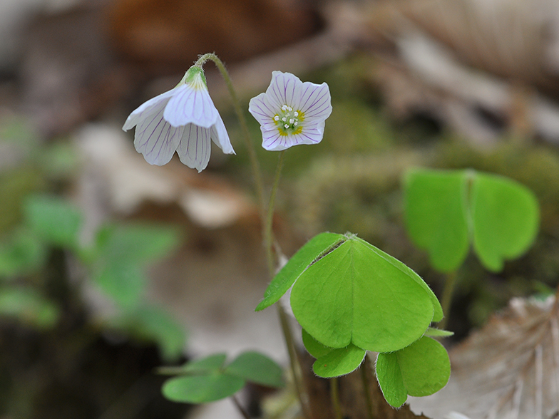 Oxalis acetosella