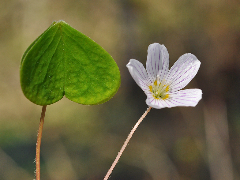 Oxalis acetosella