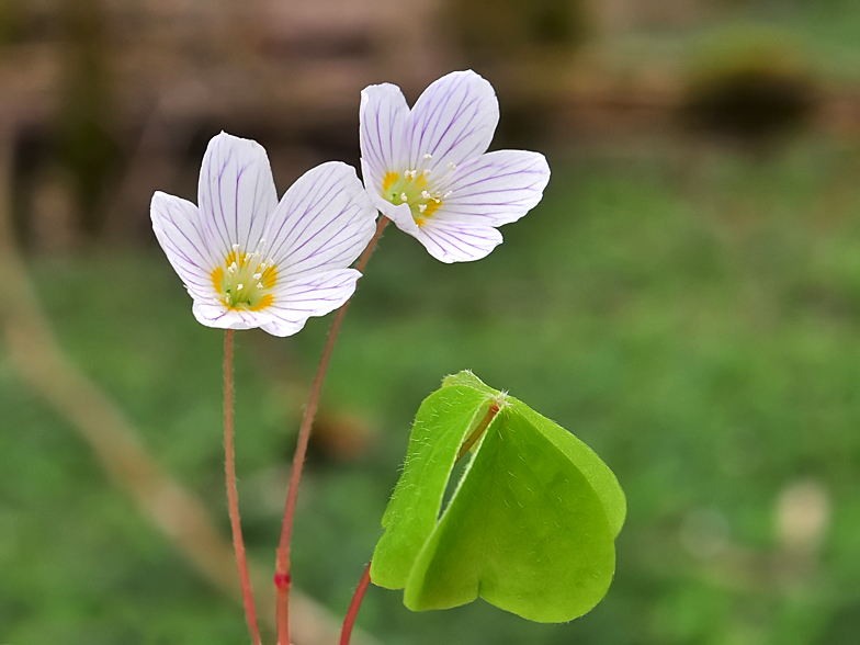 Oxalis acetosella