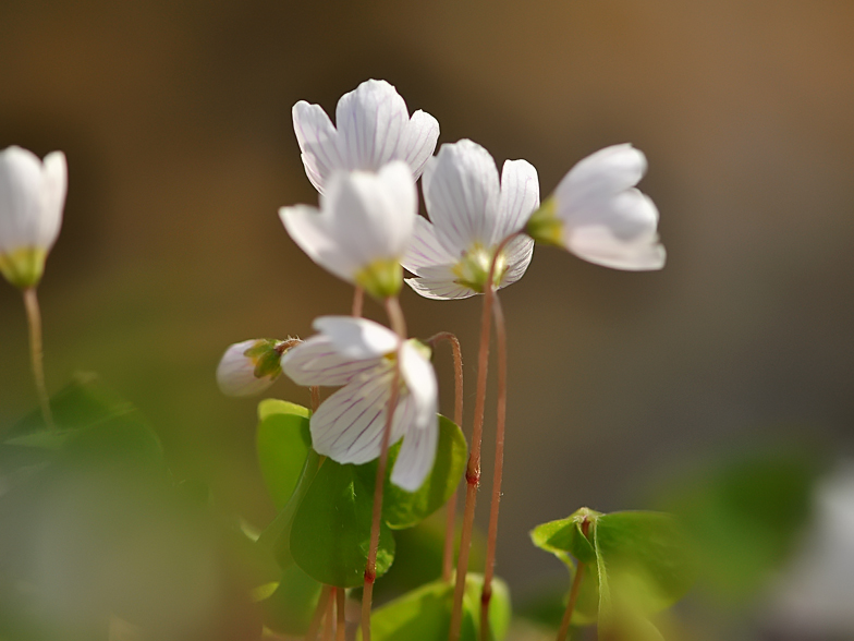 Oxalis acetosella