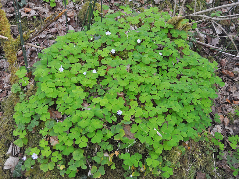 Oxalis acetosella