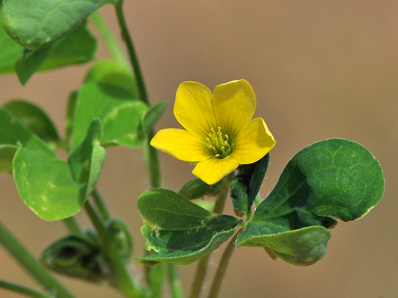 Oxalis corniculata