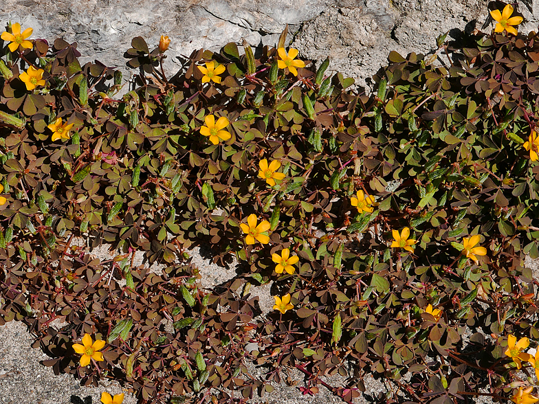 Oxalis corniculata