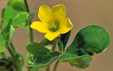 Oxalis corniculata