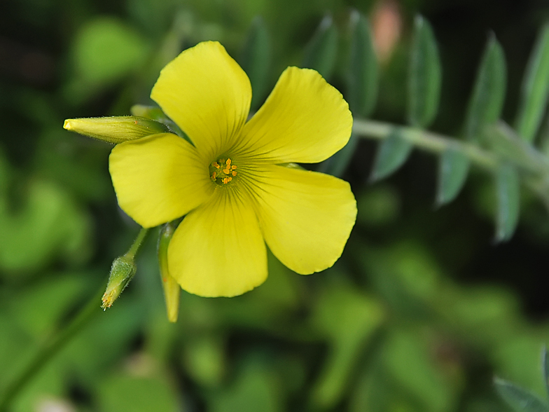 Oxalis pes caprae