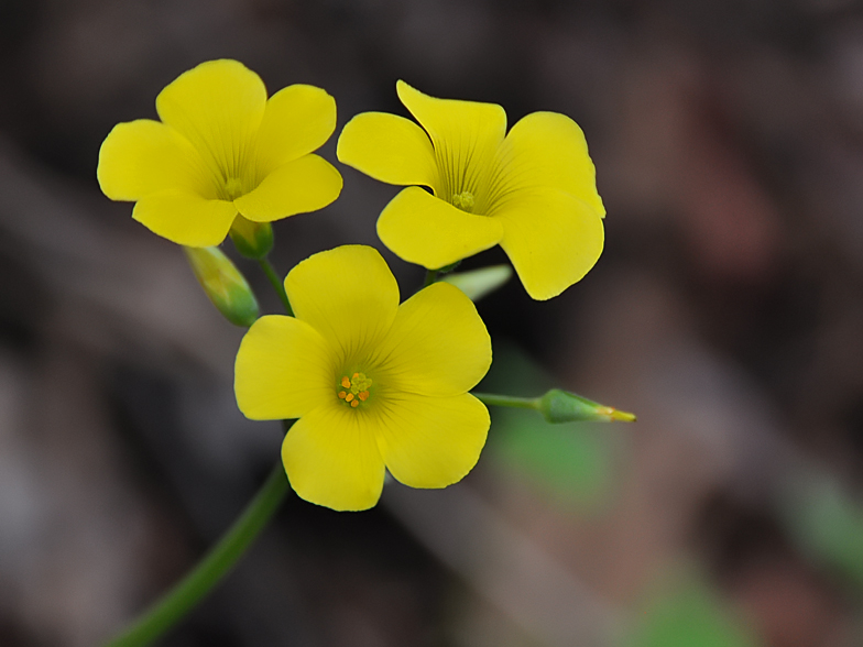 Oxalis pes caprae