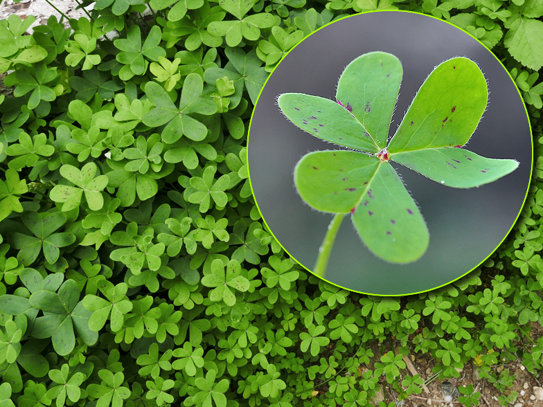 Oxalis pes caprae