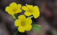 Oxalis pes caprae