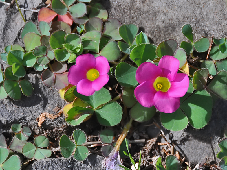 Oxalis purpurea