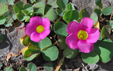 Oxalis purpurea