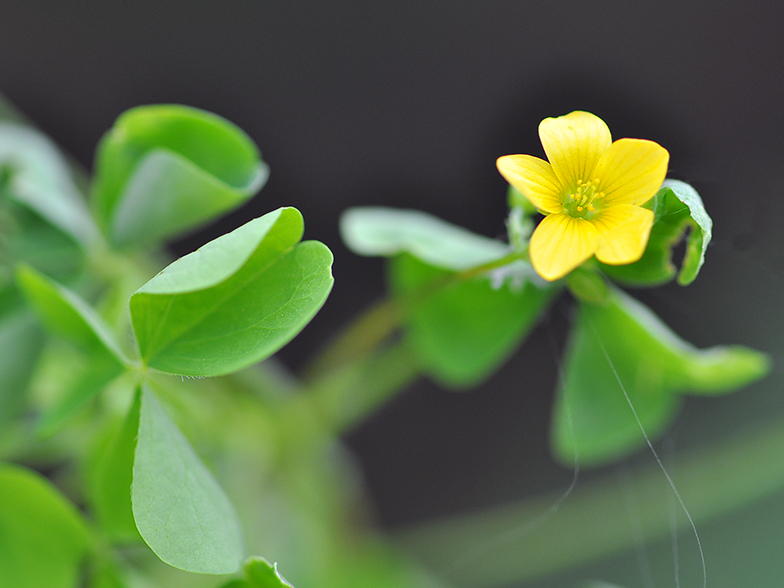 Oxalis stricta