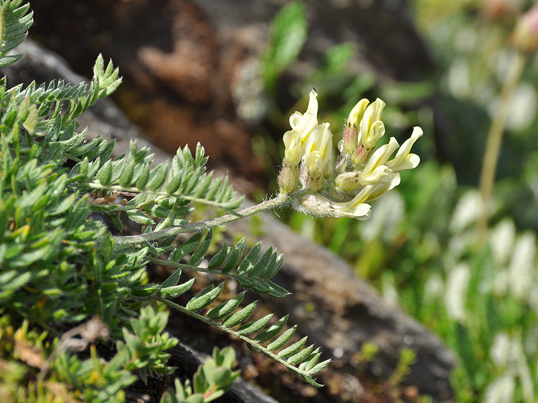 Oxytropis campestris