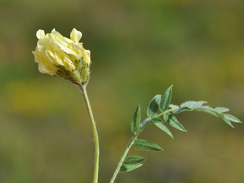 Oxytropis campestris