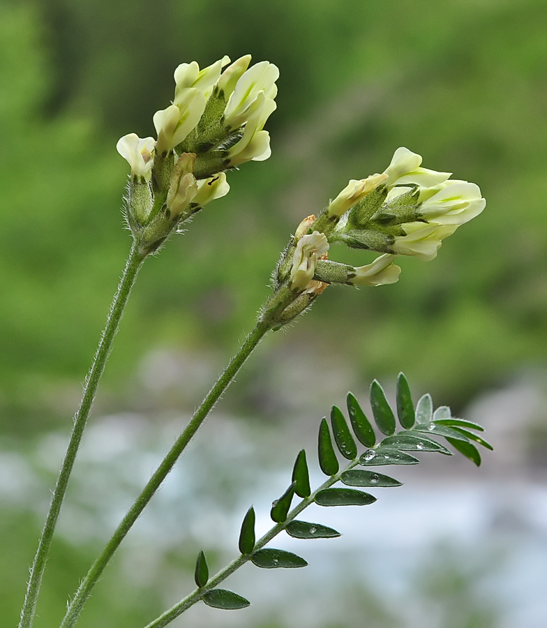 Oxytropis campestris