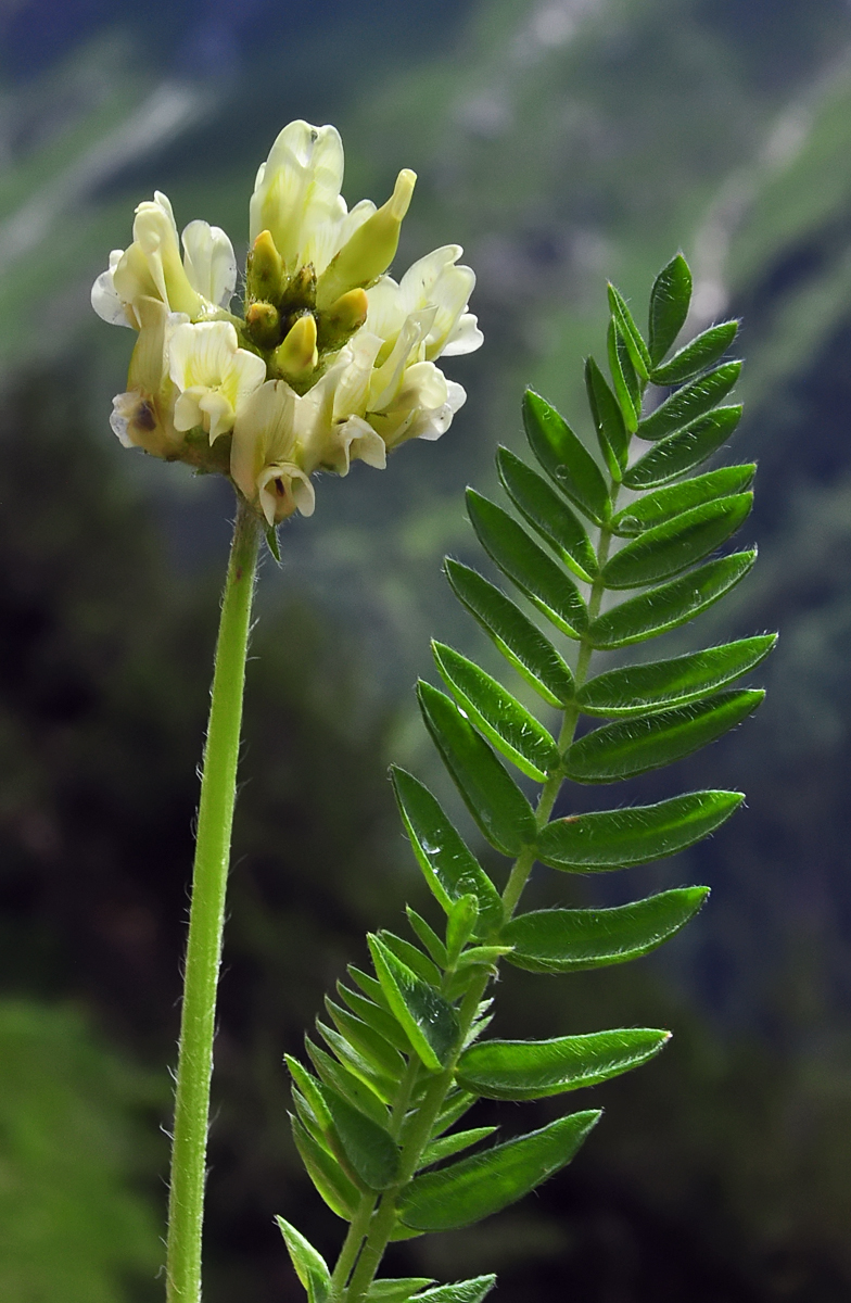 Oxytropis campestris