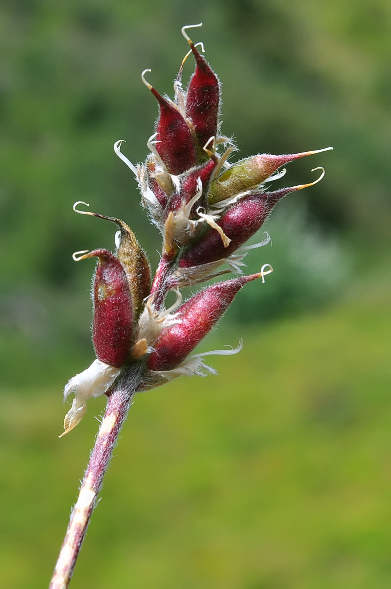 Oxytropis campestris