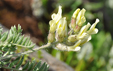 Oxytropis campestris