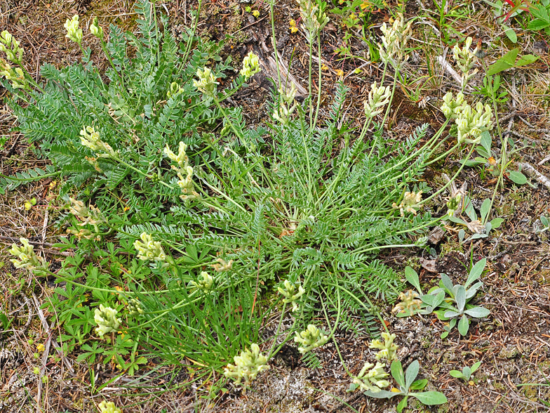 Oxytropis campestris