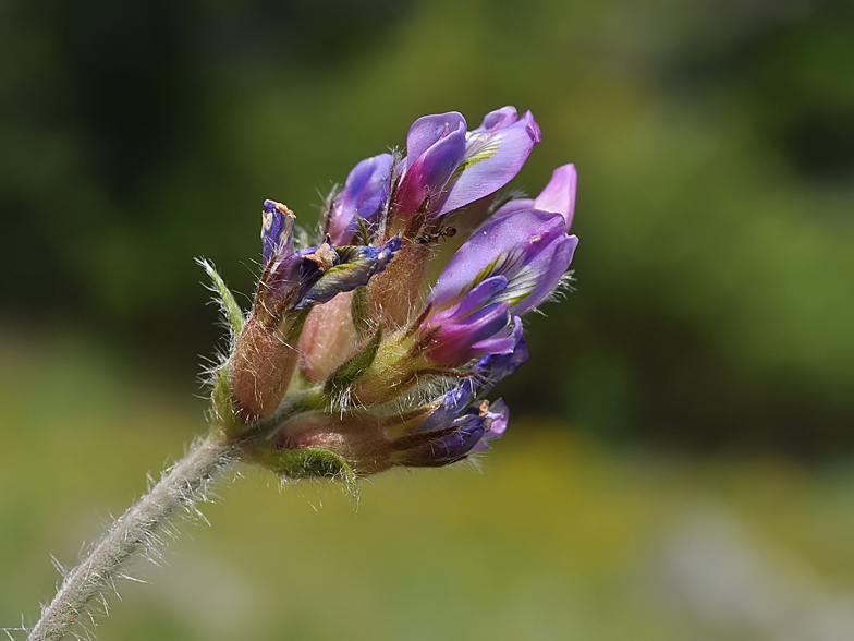 Oxytropis halleri