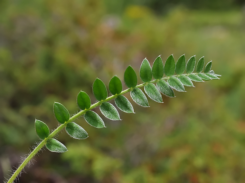 Oxytropis halleri