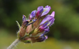 Oxytropis halleri